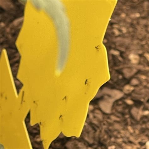 Can you help ID this little fly infestation? I just placed these traps