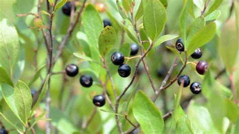 21 Edible Native Plants: Growing a Native Food Garden