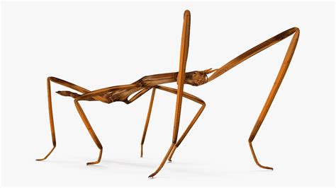 Stick Insect Brown Rigged D Model Max Free D