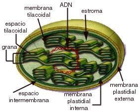 Célula procarionte eucarionte