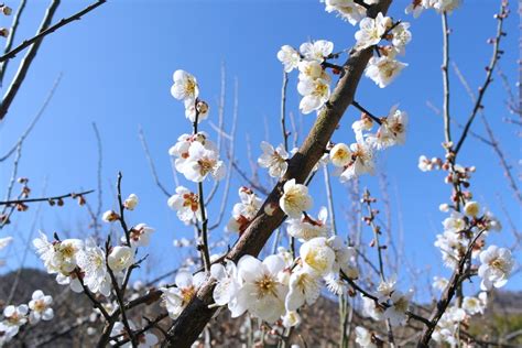 광양 매화축제 광양매화마을 청매실농원에서 이번 주 개화 상황 네이버 블로그