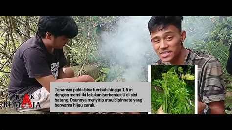 Segudang Manfaat Tanaman Liar Pakis Youtube