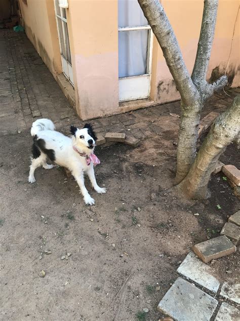 Crystal! : r/Crystal_Dog
