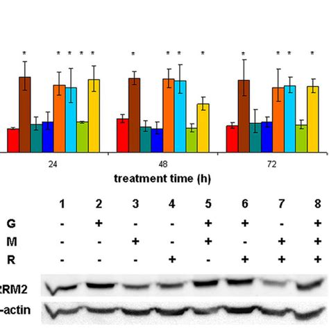 Rrm Expression Upon Different Treatments In Nci H R Cells A