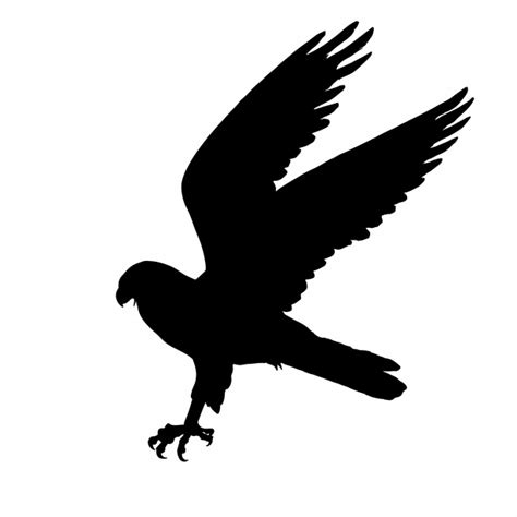 Bird Of Prey Silhouette Clipart Free Stock Photo Public Domain Pictures