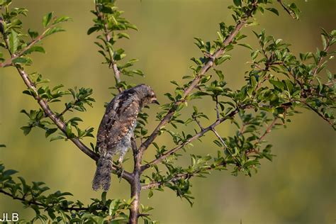 Torcol Fourmilier Be I Jean Louis Bickel Flickr