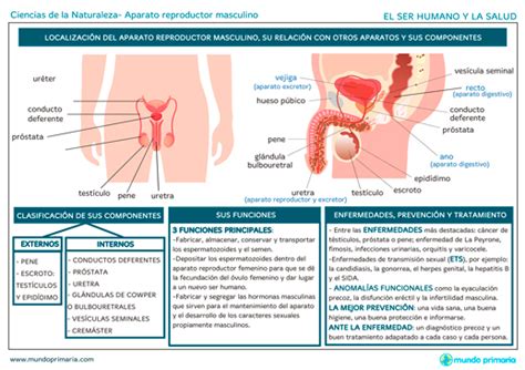 Funci N Del Sistema Reproductor Masculino