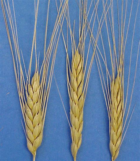 Triticum dicoccum
