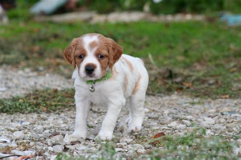 French Brittany Info, History, Temperament, Training, Puppy, Pictures