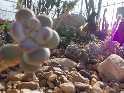 Botanical Gardens Cacti and Succulents - adventure is out there