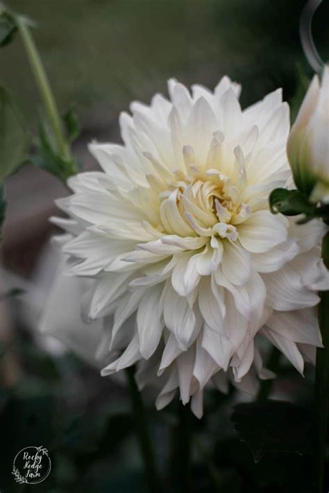 How To Start Dahlias Indoors For Earlier Summer Blooms Rocky Hedge Farm