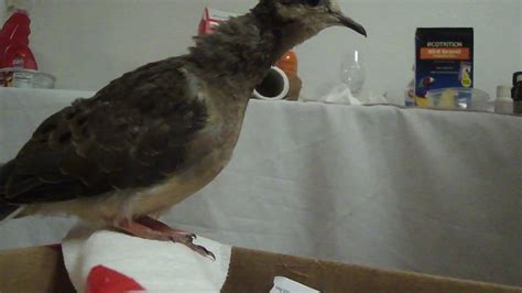 Trimming Mourning Doves Overgrown Beak With A Nail Clipper Youtube