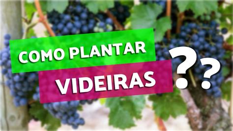 Como Plantar Videiras Youtube