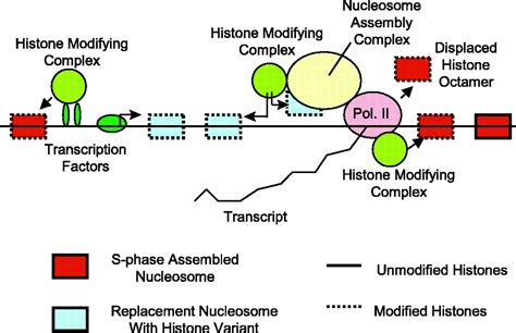 Histone H3 Variants And Modifications On Transcribed Genes Pnas