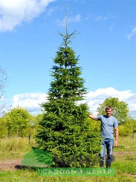 Ель обыкновенная (4-5 м) купить в Москве