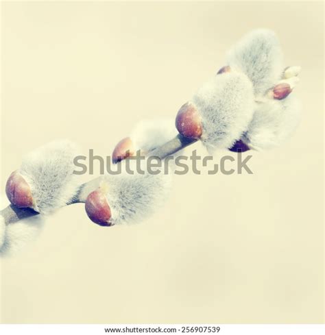 Beautiful Pussy Willow Flowers Branchesspecial Toned 스톡 사진 256907539