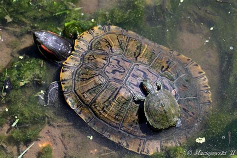 Red-eared Slider Turtles | Red eared slider, Red eared slider turtle ...