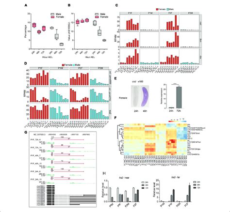 Alternative Splicing As Is Regulated In A Sex Specific Pattern