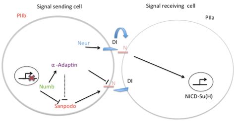 Cell Fate Specification After Sop Cell Division During Sop Division Download Scientific