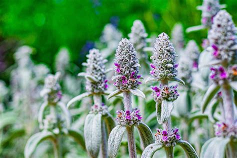 How to Grow Lambs Ears Gardeners Path bob综合最新版