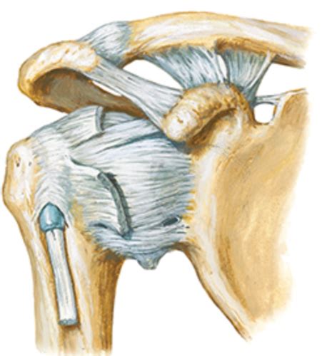 Gross Anatomy Ii Lab Structures For Joints Of The Upper Extremity