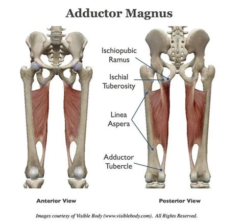 Pictures Of Adductor Magnus