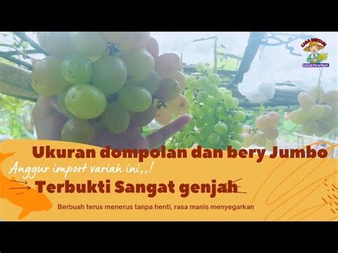 Jenis Anggur Import Yang Sangat Genjah Berbuah Tanpa Henti YouTube