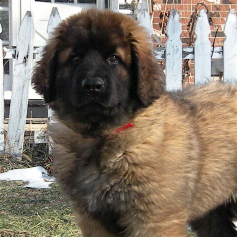 Leonberger Best Small Dog Breeds Giant Dog Breeds Large Dog Breeds