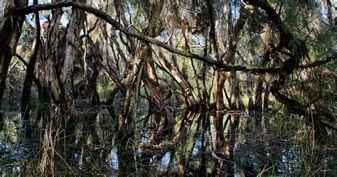 Melaleuca Paperbark Trees Nature - Free photo on Pixabay - Pixabay