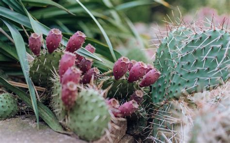 Make Your Own Prickly Pear Jelly Desert Vibe