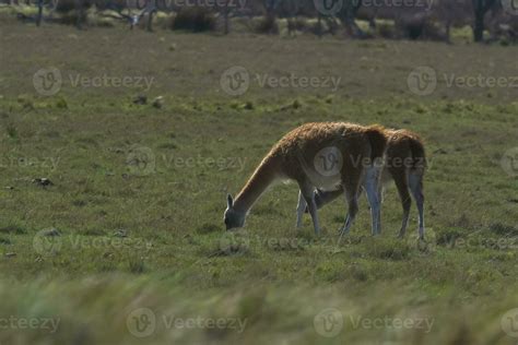 Lama animal, , in pampas grassland environment, La Pampa province ...