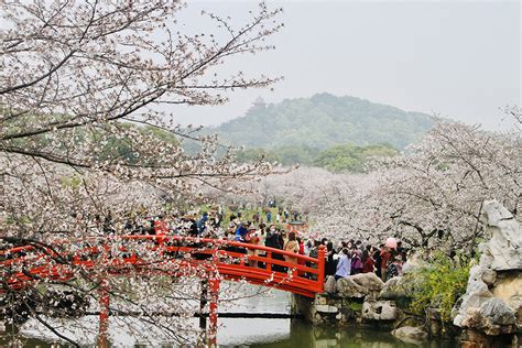 Flowering cherry blossoms abundant in East Lake scenic area in Wuhan ...