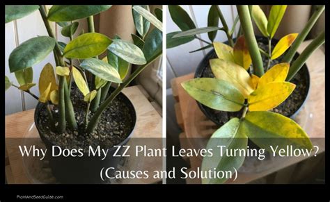 Zz Plant Leaves Turning Yellow What S Causing It And How To Fix It Plant And Seed Guide