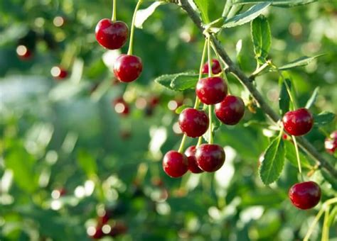 How To Grow Cherry Trees From Pits Step By Step Food Gardening Network