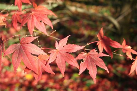 Acer Palmatum Atropurpureum Red Leaf Japanese Maple North Carolina Extension Gardener