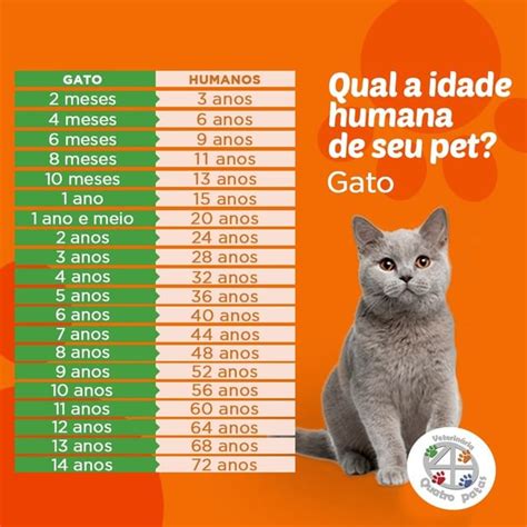5 Anos Em Idade De Gato - Tabela De Idade Dos Gatos _ Idade Dos Gatos Em Anos Humanos – DFTXN