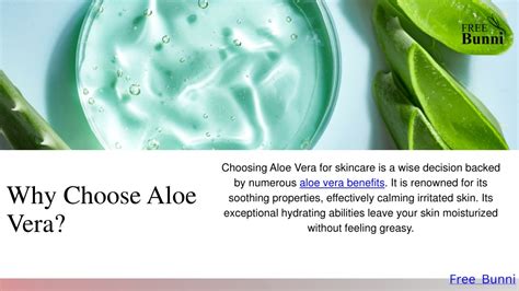 Ppt Unlocking The Power Of Aloe Vera A Comprehensive Guide To Its