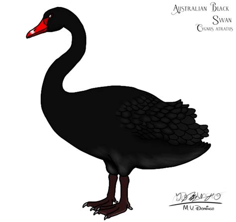 Australian Black Swan By Ognimdo2002 On Deviantart