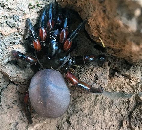 Seven New Species Of Australian Spider Discovered Australian Geographic