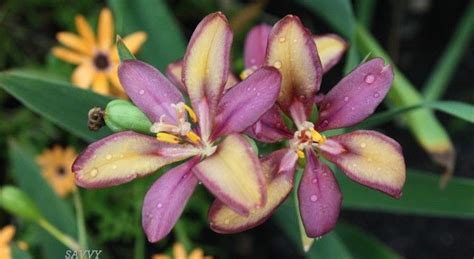 Types Of Lilies 8 Beautiful Cold Hardy Choices For The Garden Types Of Lilies Day Lilies