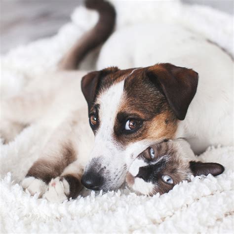 Home - Moore Veterinary Clinic - Minden, La