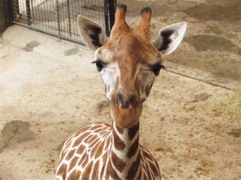 Avilon Zoo In Rizal The Largest Zoological Institution In Ph