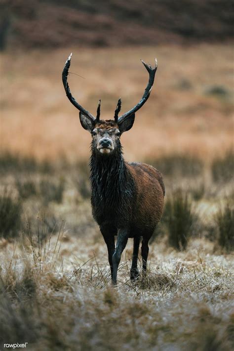 Wild deer with beautiful large antlers | premium image by rawpixel.com ...