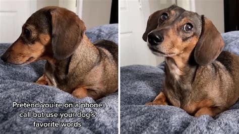 Answer A Phone Call And Use Your Dogs Favorite Words Youtube