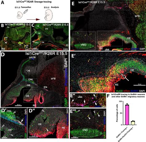 Frontiers Identifying Isl Genetic Lineage In The Developing