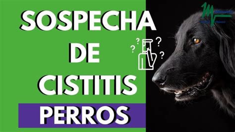 Atención dueños de perros Sabes cuáles son los síntomas de la