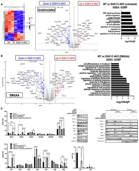 Agc Kinase Inhibitors Regulate Sting Signaling Through Sgk Dependent