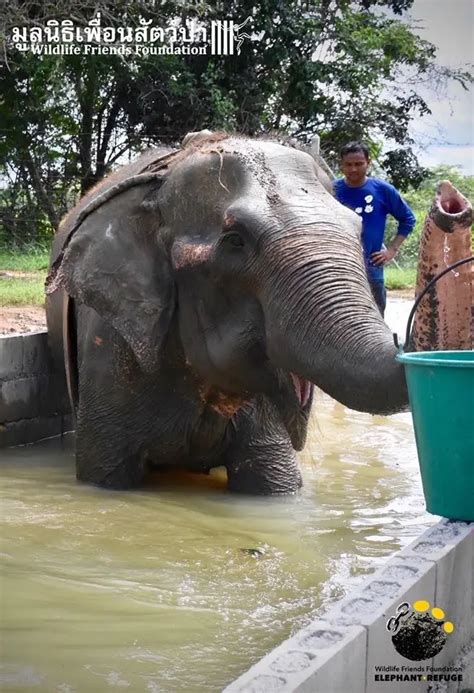 Rescue Elephant Sadly Passes Away, So Rescuers Give Her An Emotional ...