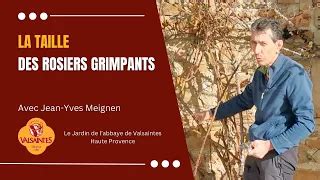 Vidéo La taille des rosiers grimpants