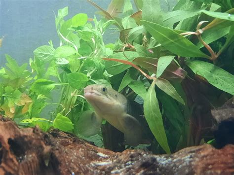 Polypterus Senegalus : Aquariums